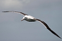 Southern Royal Albatross.20121128_7095