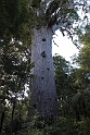 Waipoura Kauri Forest.20121113_5301