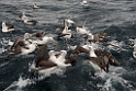 White-capped Albatross.20121128_7065