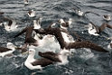 White-capped Albatross.20121128_7067
