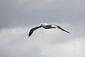 White-capped Albatross.20121128_7078
