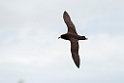 White-chinned Petrel.20121121_6472