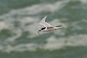 White-fronted Tern.20121113_5385