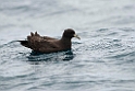 White-throated Petrel.20121121_6501