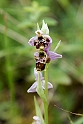 Ophrys 20150610_4674
