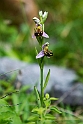 Ophrys apifera.20150610_4658