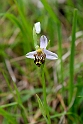 Ophrys scolopax.20150610_4645
