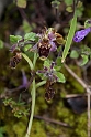Ophrys scolopax.20150610_4653