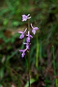 Orchis langie.20150609_4719