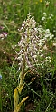 Himantoglossum hircinum.20160614_8303