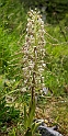 Himantoglossum hircinum.20160614_8308
