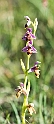 Ophrys Picta.20160619_8039