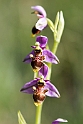 Ophrys Picta.20160619_8070