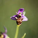 Ophrys Picta.20160619_8084
