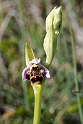 Ophrys scolopax.20160619_8132