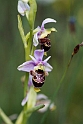 Ophrys scolopax.20160619_8166