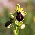 Ophrys tenthredinifera.20160619_8146