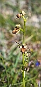 Ophrys.20160619_8138
