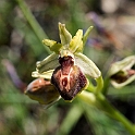 Ophrys.20160619_8140
