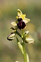 Ophrys.20160619_8162