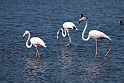Flamingo.20160920_1281