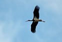 Sort stork.20120419_9418