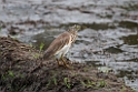 Indian Pond Heron.20131129_0231