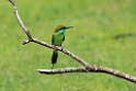 Little Green Bee-eater.20131129_0147