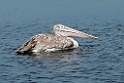 Spot-billed Pelican.20131201_0467