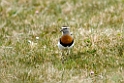 Rufous-chested.dotterel.20081108_2803