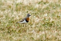 Rufous-chested.dotterel.20081108_2807
