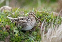 South.American.Snipe.20081106_1961