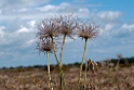 Blomst.20110529_7334