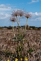 Blomst.20110529_7335