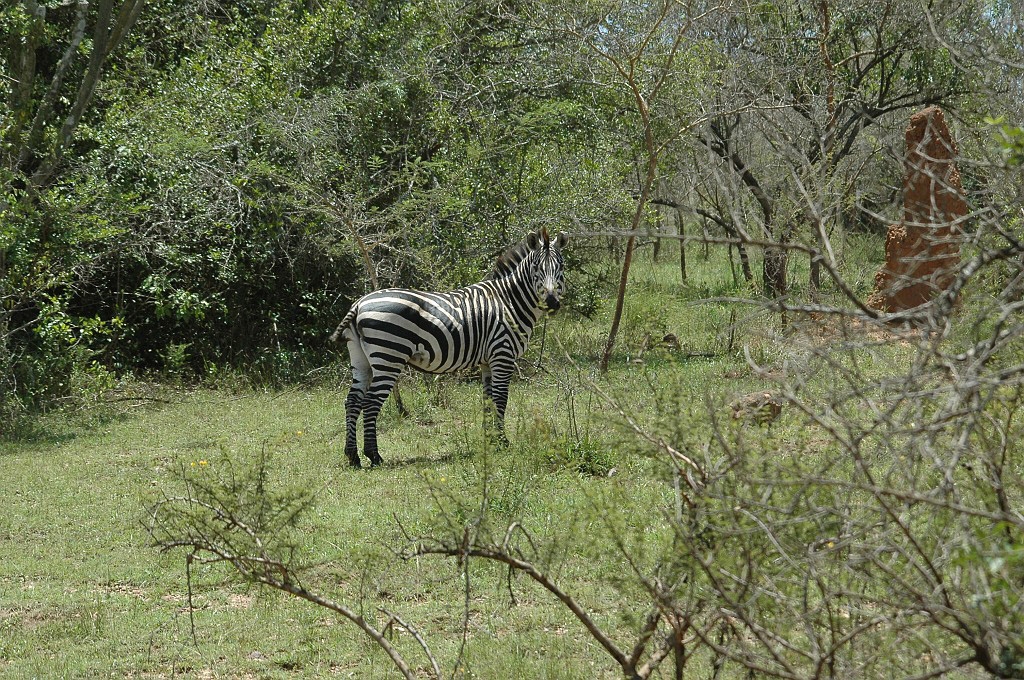 Dsc_471.jpg - Burchell’s Zebra (Equus quagga), Tanzania March 2006