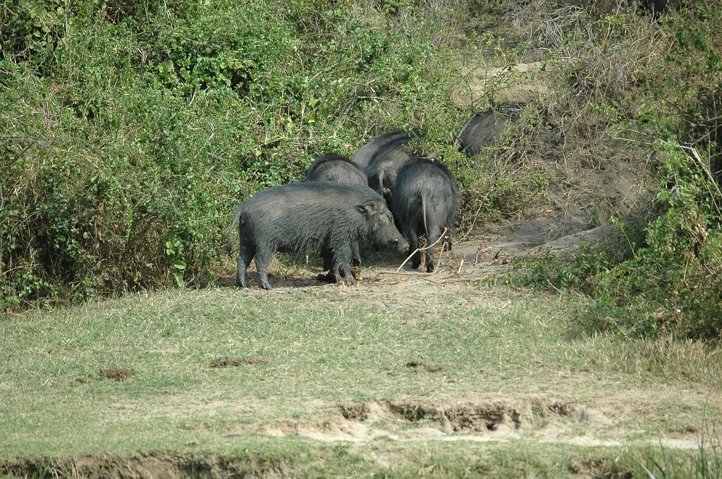Dsc_0211.jpg - Giant Forest Hog (Hylochoerus meinertzhageni), Queen Elizabeth NP. Uganda March 2005