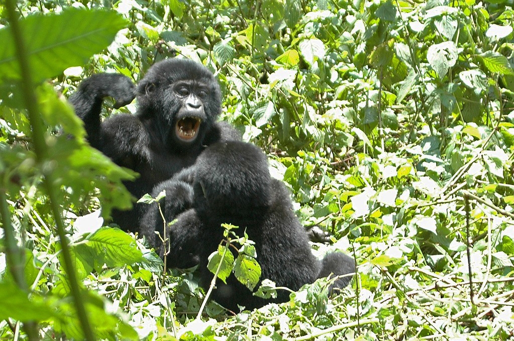 DSC_0182.jpg - Mountain Gorilla (Gorilla gorilla berengei), Buhoma Uganda March 2005