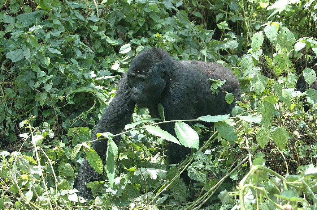 Dsc_0206.jpg - Mountain Gorilla (Gorilla gorilla berengei), Buhoma Uganda March 2005