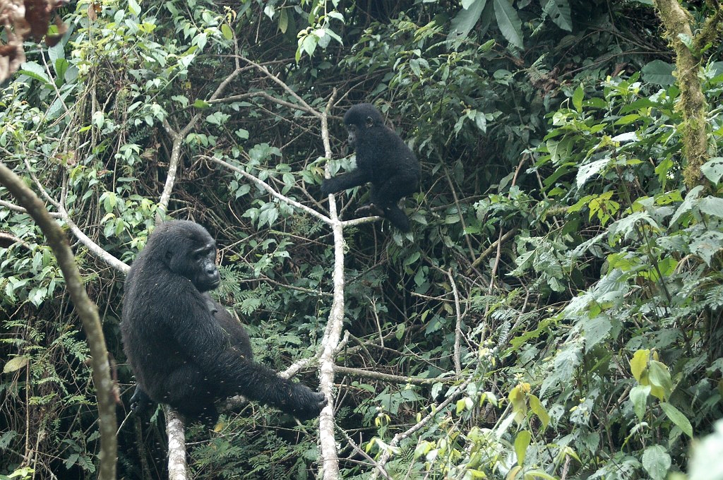 Dsc_410.jpg - Mountain Gorilla (Gorilla gorilla berengei), Buhoma Uganda March 2005