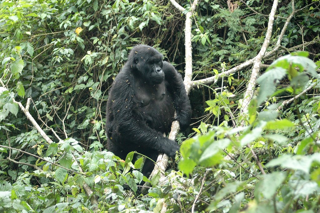 Dsc_412.jpg - Mountain Gorilla (Gorilla gorilla berengei), Buhoma Uganda March 2005