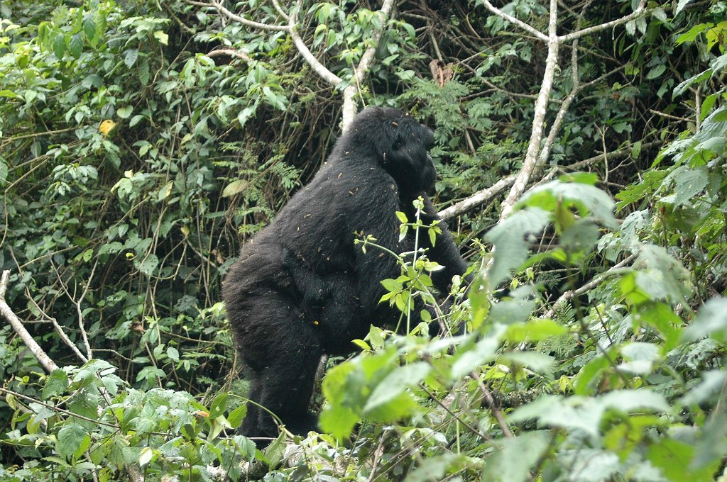 Dsc_414.jpg - Mountain Gorilla (Gorilla gorilla berengei), Buhoma Uganda March 2005