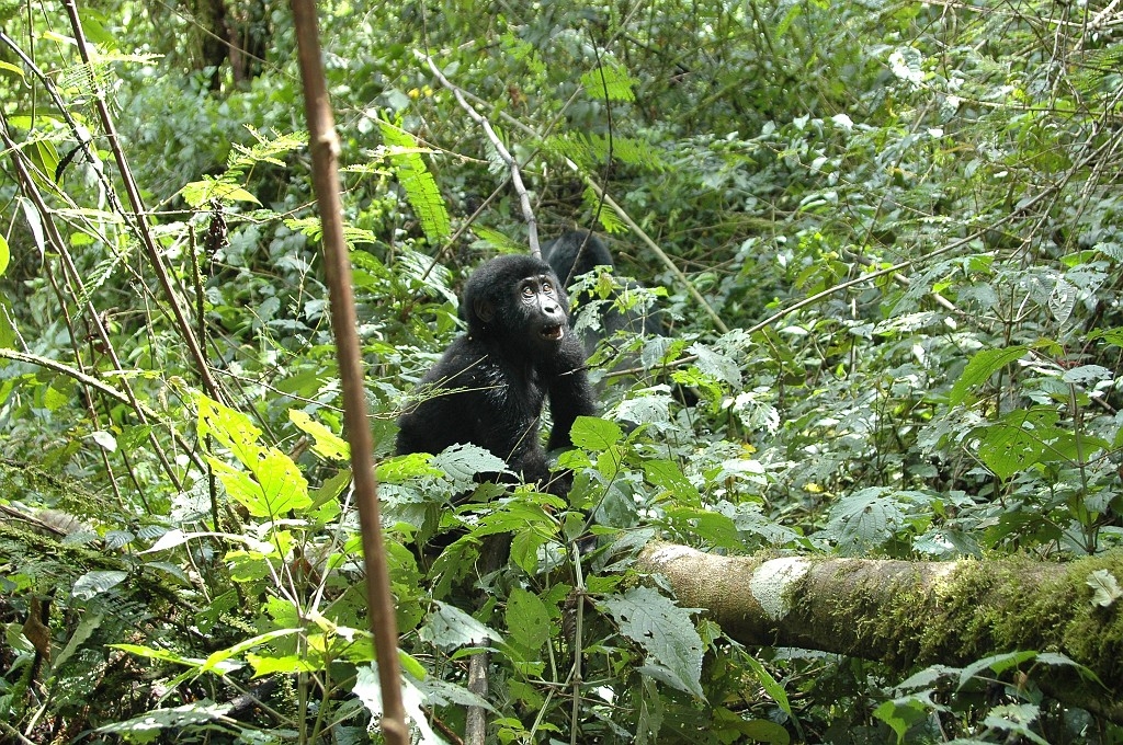 Dsc_415.jpg - Mountain Gorilla (Gorilla gorilla berengei), Buhoma Uganda March 2005