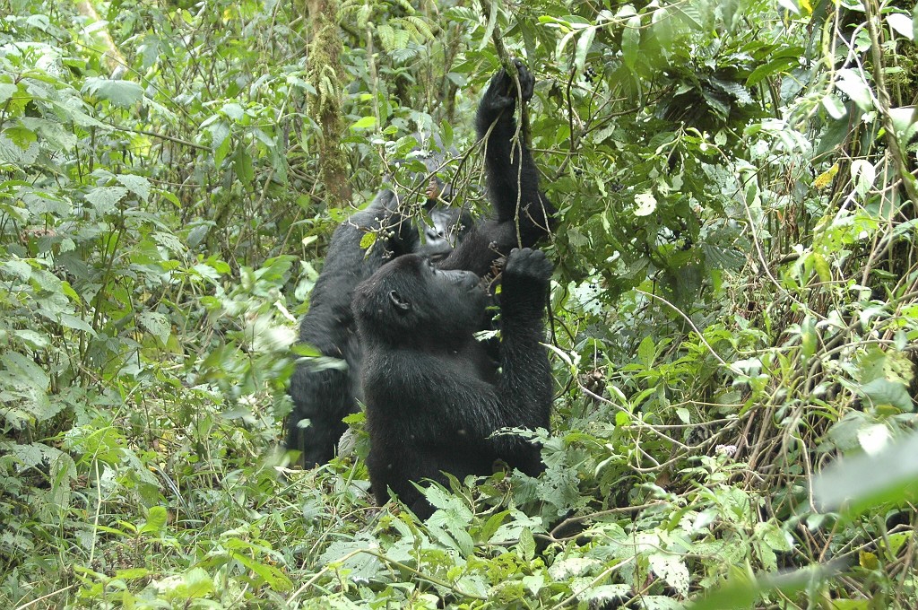 Dsc_416.jpg - Mountain Gorilla (Gorilla gorilla berengei), Buhoma Uganda March 2005