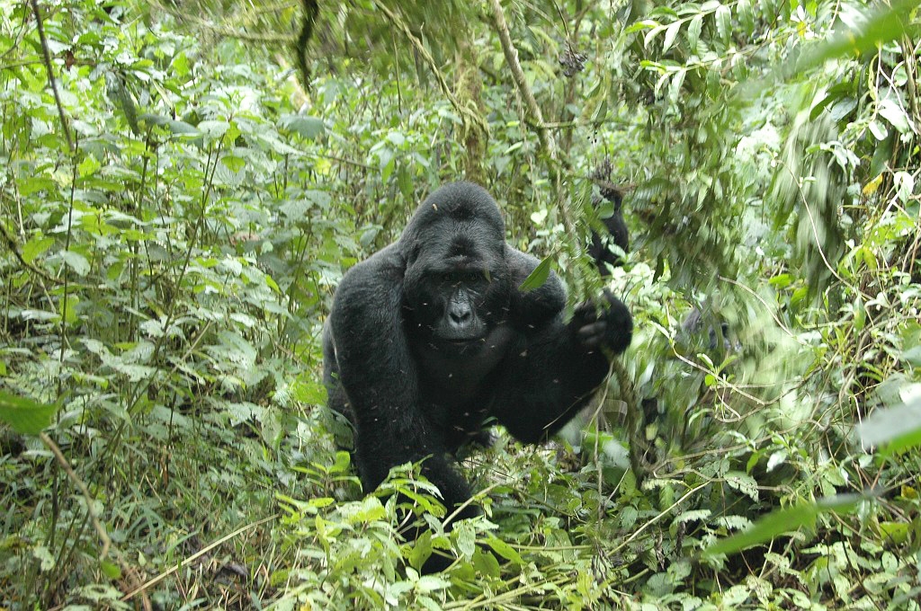 Dsc_418.jpg - Mountain Gorilla (Gorilla gorilla berengei), Buhoma Uganda March 2005