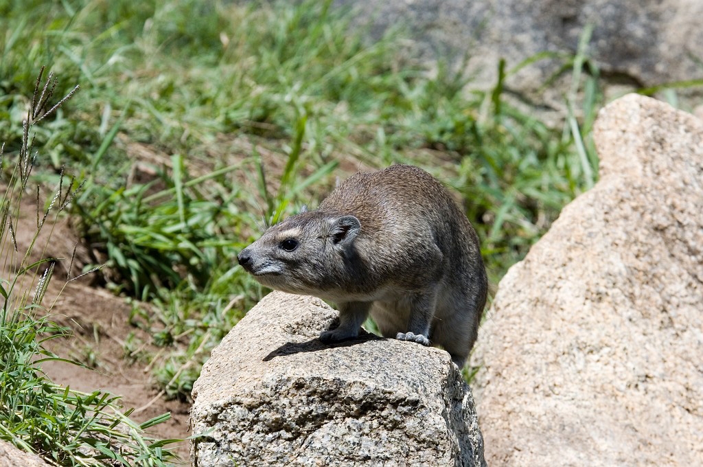 Fotos/Mammals/Africa/Rock Hyrax/Serengeti Elephant Shrew03