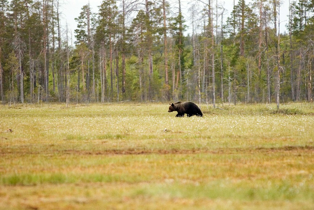 Bjorn_FIN0008.jpg - Brown Bear (Ursus arctos) Brun Bjørn, Easten Suomi June 2008