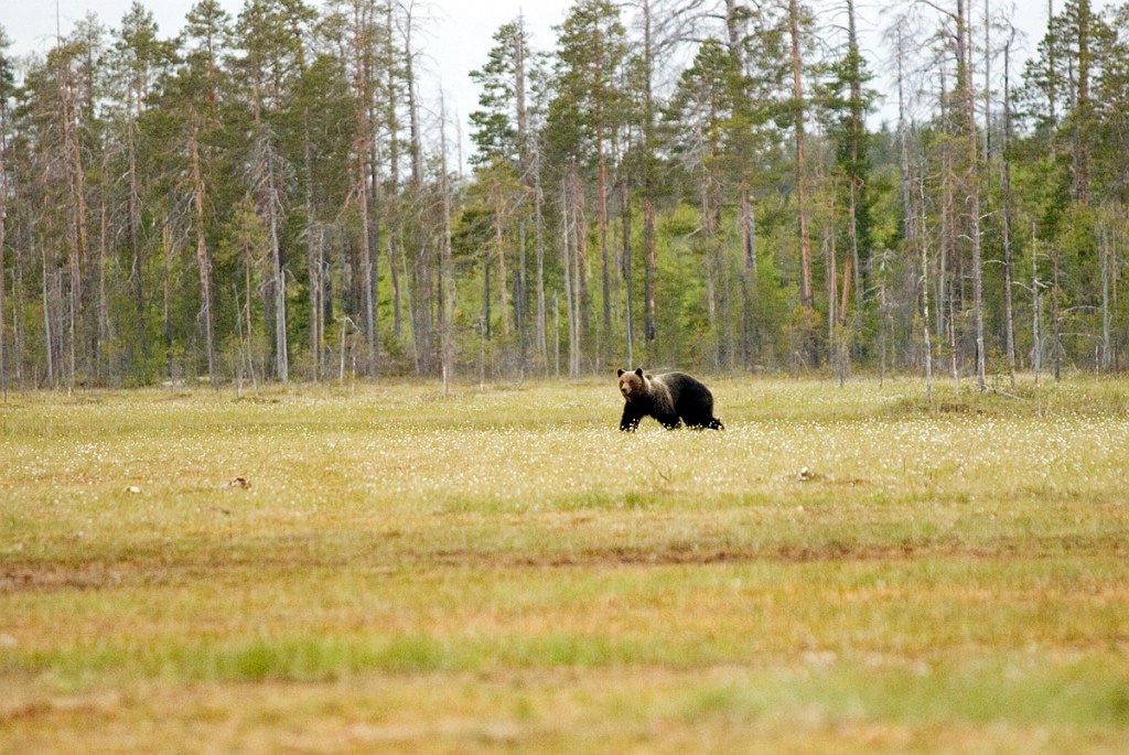 Bjorn_FIN0011.jpg - Brown Bear (Ursus arctos) Brun Bjørn, Easten Suomi June 2008