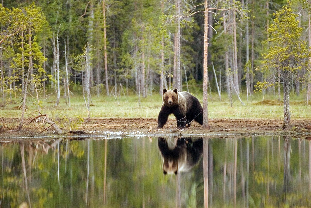Bjorn_FIN0038.jpg - Brown Bear (Ursus arctos) Brun Bjørn, Easten Suomi June 2008