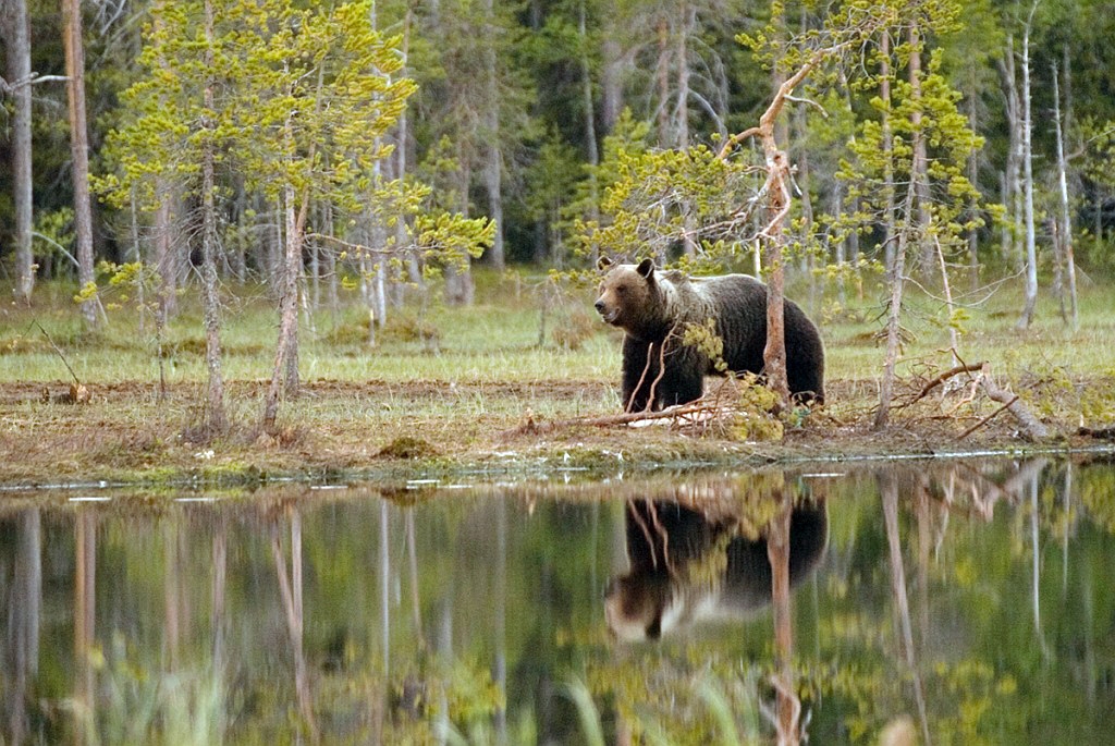 Bjorn_FIN0046.jpg - Brown Bear (Ursus arctos) Brun Bjørn, Easten Suomi June 2008