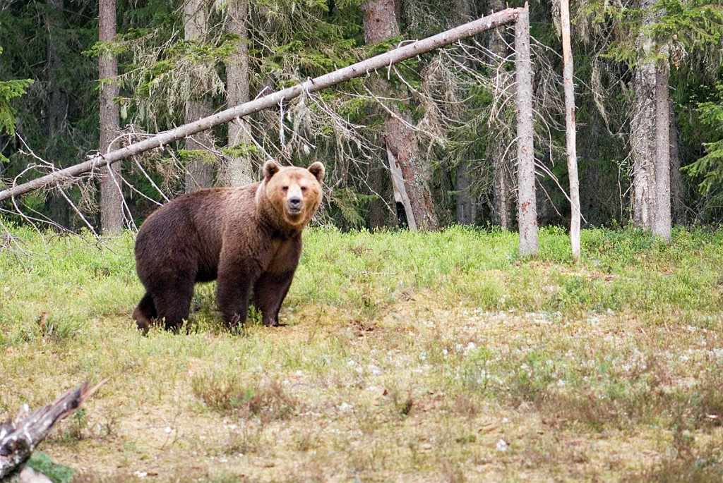 Bjorn_FIN5464.jpg - Brown Bear (Ursus arctos) Brun Bjørn, Easten Suomi June 2008